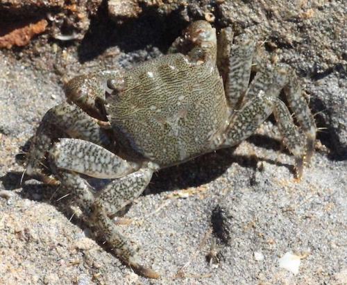 Pachygrapsus marmoratus